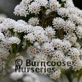 EUPATORIUM rugosum 'Chocolate' 