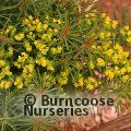 EUPHORBIA cyparissias 'Fens Ruby' 
