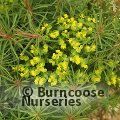 EUPHORBIA cyparissias 'Fens Ruby' 