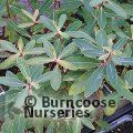 Small image of spurge