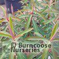EUPHORBIA griffithii 'Beauty Orange' 