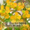 Small image of spurge