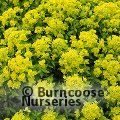 EUPHORBIA palustris  