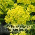 EUPHORBIA palustris  