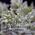 EUPHORBIA characias 'Silver Swan' 