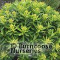 EUPHORBIA stygiana  
