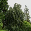 Small image of FAGUS