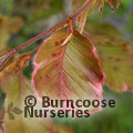 Small image of FAGUS