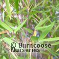 BAMBOO Fargesia nitida 'Black Pearl'