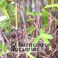 BAMBOO Fargesia nitida 'Black Pearl'