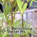 BAMBOO Fargesia nitida 'Black Pearl'