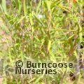 BAMBOO Fargesia nitida 'Black Pearl'