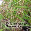 Small image of Blue Bamboo