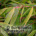 BAMBOO Fargesia rufa 