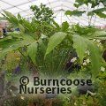 FATSIA polycarpa 'Green Fingers' 