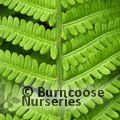 Small image of FERN - see HARDY FERNS