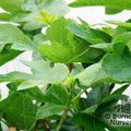 Small image of FICUS