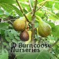 Small image of Common fig