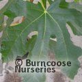 FICUS carica 'Little Miss Figgy' 