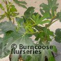 FICUS carica 'Little Miss Figgy' 