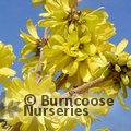 Small image of FORSYTHIA
