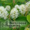 Small image of FOTHERGILLA