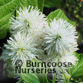 Small image of FOTHERGILLA