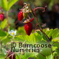 Small image of FRAGARIA
