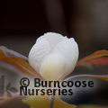 Small image of FRANKLINIA