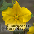 Small image of FREMONTODENDRON