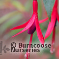 FUCHSIA hatschbachii  