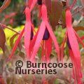 FUCHSIA magellanica  