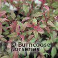 FUCHSIA magellanica 'Versicolor' 