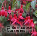 FUCHSIA 'Riccartonii'  