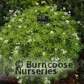 GALIUM odoratum  
