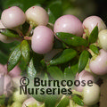 GAULTHERIA mucronata 'Mother of Pearl' 