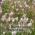 GAURA lindheimeri  