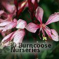 GAURA lindheimeri 'Passionate Blush' 