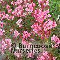 GAURA lindheimeri 'Passionate Blush' 