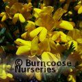Small image of GENISTA