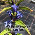 Small image of GENTIANA
