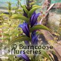 Small image of GENTIANA
