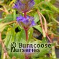 Small image of GENTIANA