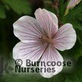 GERANIUM clarkei 'Kashmir White 