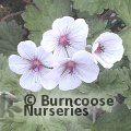 GERANIUM 'Coombland White'  