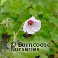 Small image of cranesbill