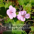 GERANIUM 'Joy'  