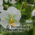 GERANIUM phaeum 'Album' 