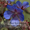 GERANIUM pratense 'Black Beauty' 