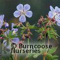 GERANIUM pratense 'Mrs Kendall Clark' 